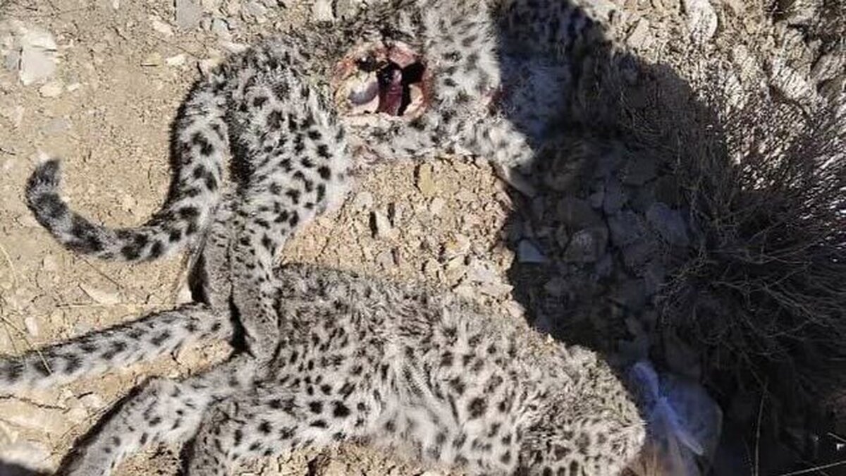 کشف لاشه ۲ توله پلنگ ایرانی در ارتفاعات پارک ملی خَبر/ زنگ خطر برای گونه‌ای در معرض انقراض
