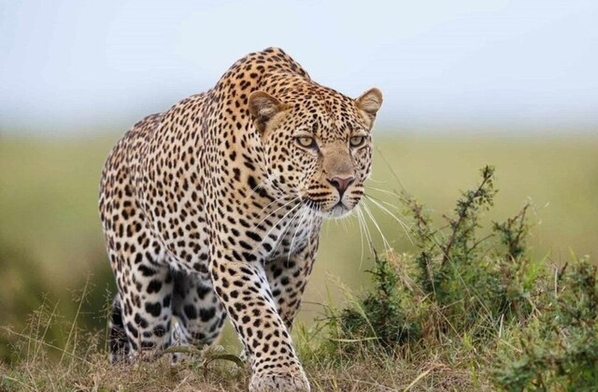منتظر اعلام نظر مراجع ذیصلاح برای حادثه اعلام شده حمله پلنگ در تربت حیدریه هستیم