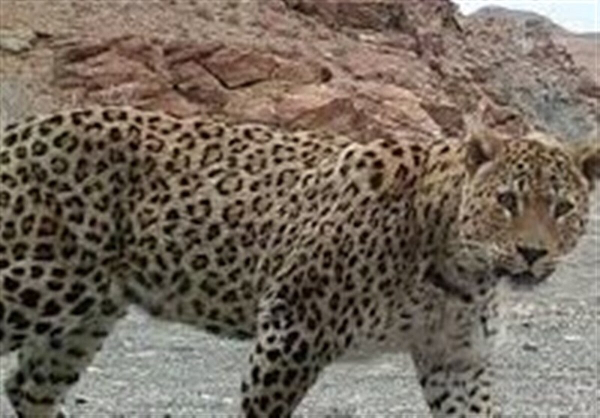 پلنگ در تربت حیدریه جان جو‌انی را گرفت‌