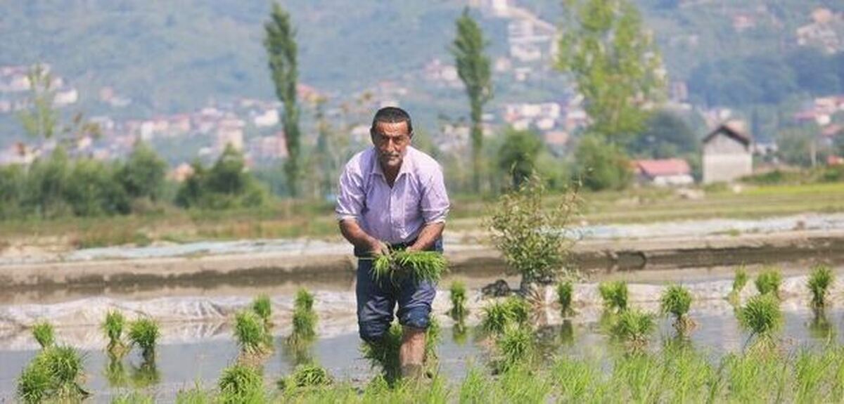 نشاکاری برنج در ۳۲۰ هکتار شالیزار ساری