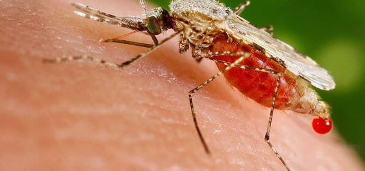 بیماری مالاریا با این نشانه‌ها بروز پیدا می‌کند+عکس