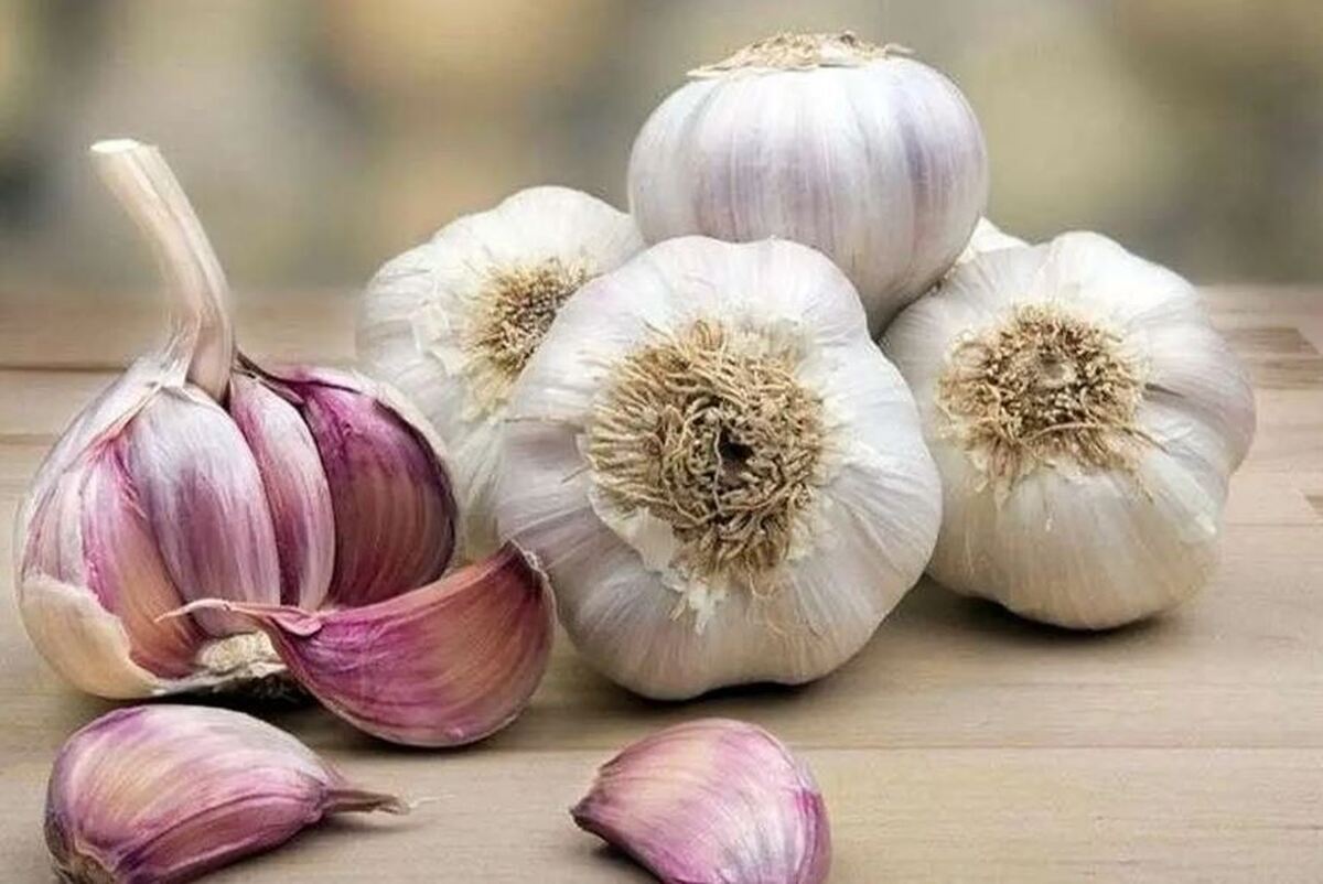 مصرف سیر خام چه خواص و مضراتی دارد؟