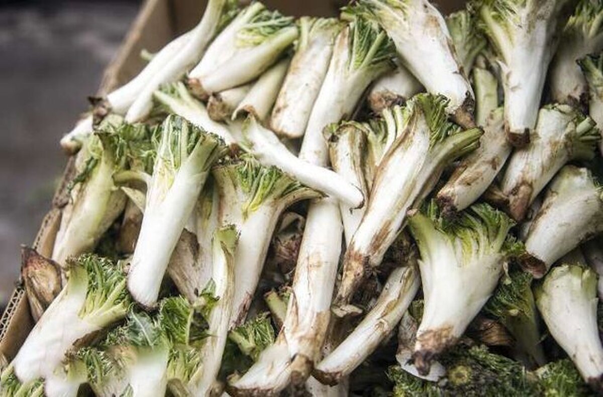 زاگرس گنجینه گیاهان دارویی/۳۰۰ نوع از گیاهان لرستان دارای خاصیت دارویی است