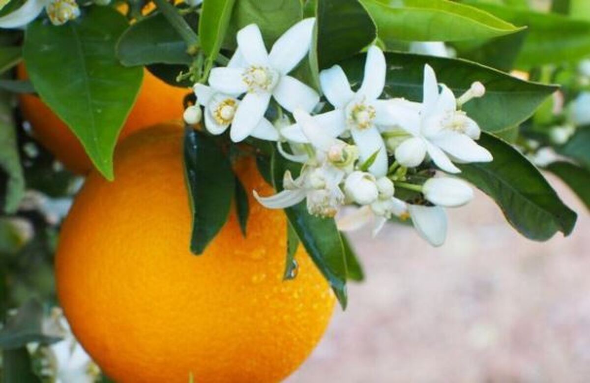 با «پرتقال» به جنگ انگل‌ها بروید