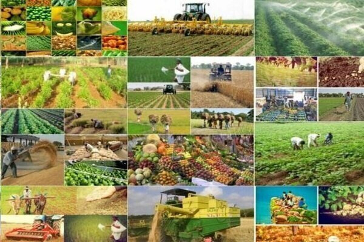 نبود آمار دقیق در بخش کشاورزی چالش اصلی پیش روی تولید