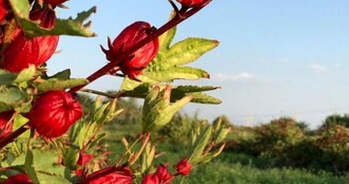 این دمنوش دشمن اصلی چربی شکم شماست!