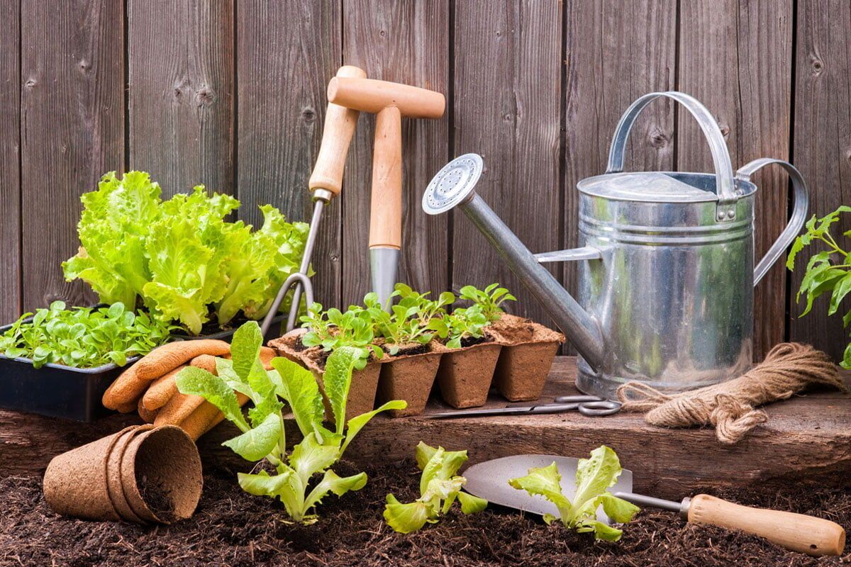 بررسی فواید باغبانی برای سلامت روان