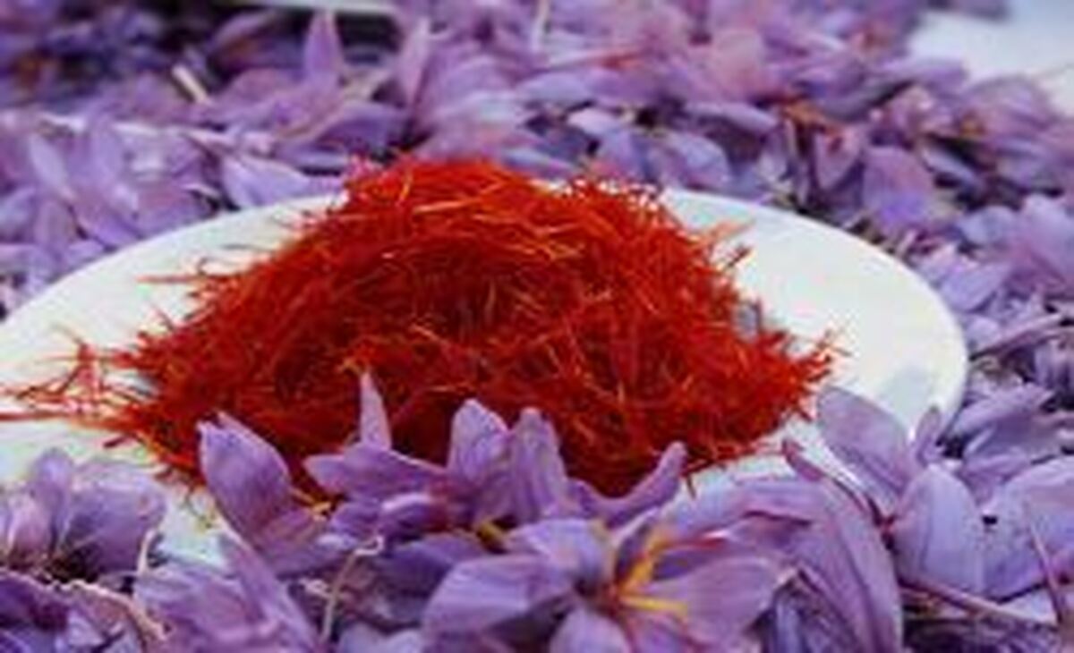سالانه بیش از ۱۰۰ تن زعفران از کشور قاچاق می‌شود