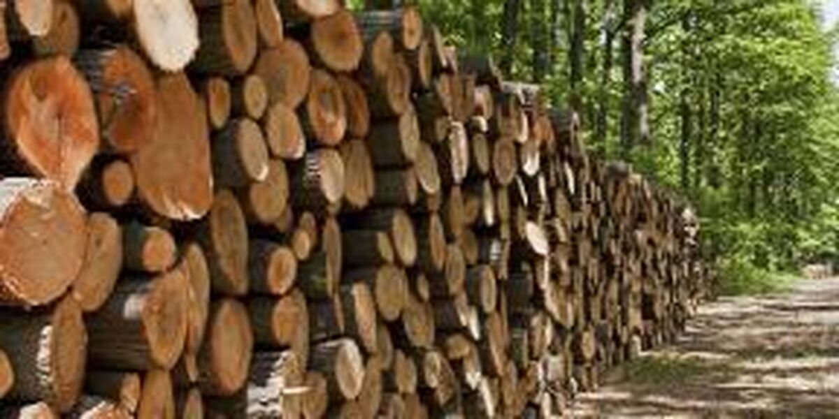 کشف بیش از ۷ تن چوب جنگلی قاچاق در سیاهکل