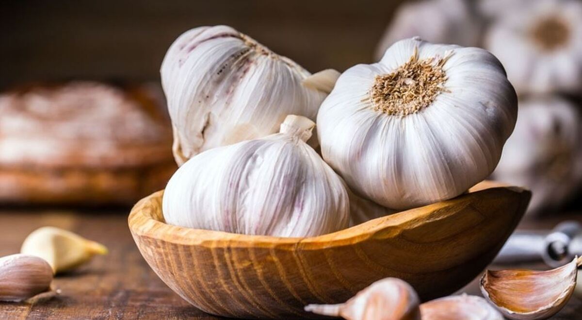 آشنایی با خواص درمانی سیر از دیدگاه طب سنتی