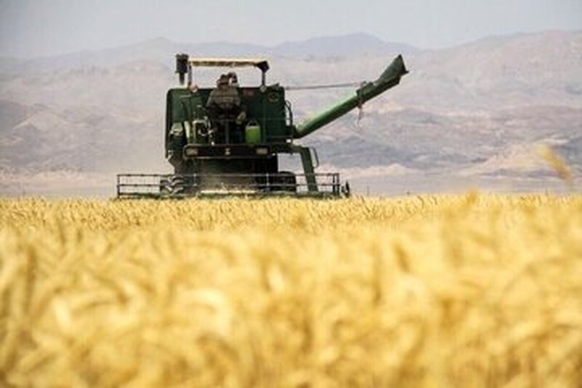 خرید تضمینی گندم به کشاورزان گندمکار توسط وزارت جهاد