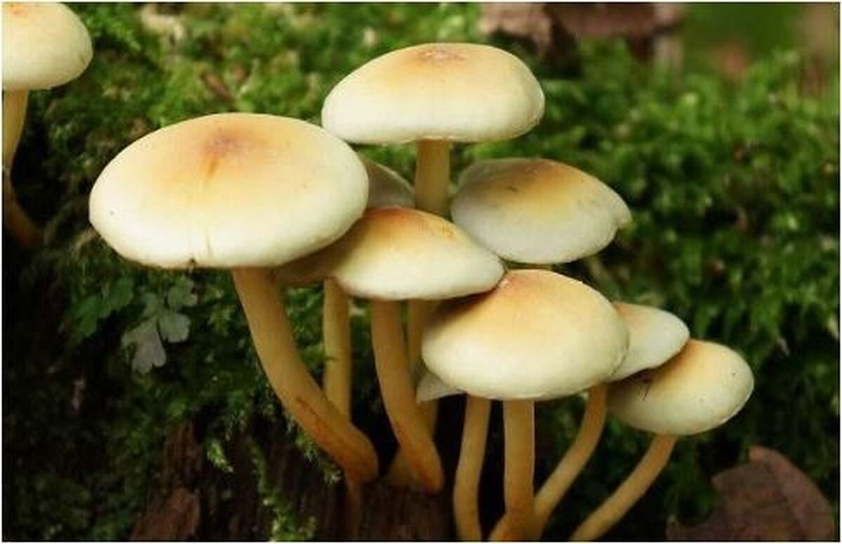 مصرف قارچ‌های سمی جان یک نفر را گرفت