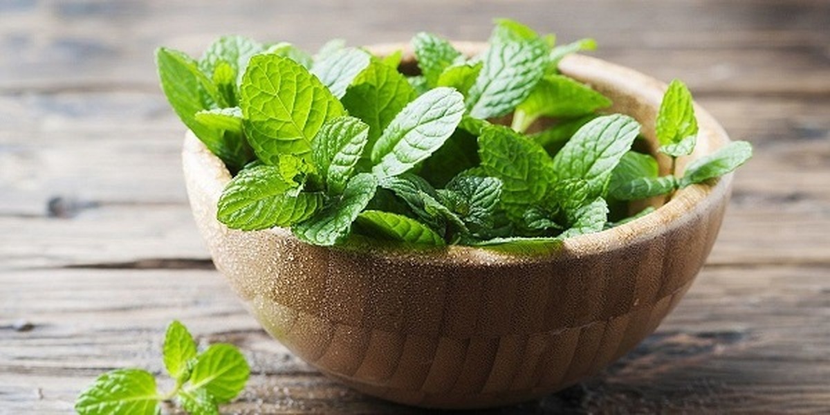 پاک‌کنندگی و سم‌زدایی از جمله خواص ویژه نعناع!
