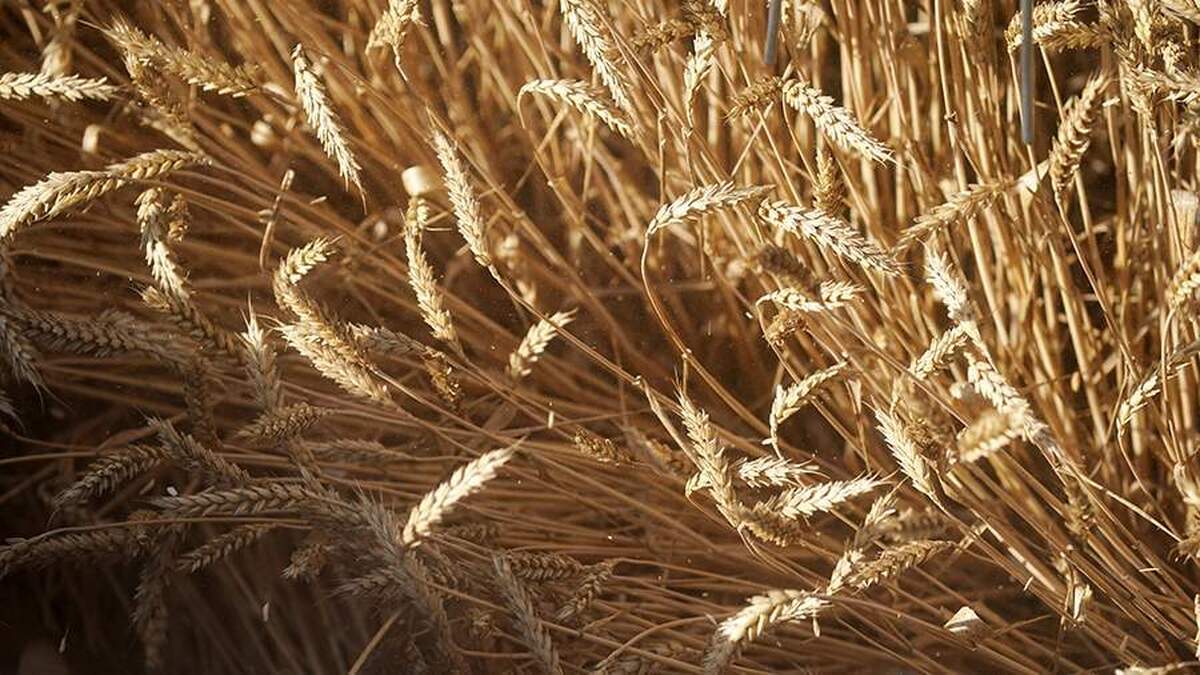 سفیر روسیه از کمک‌های بشردوستانه روسیه به جمهوری آفریقای مرکزی خبر داد