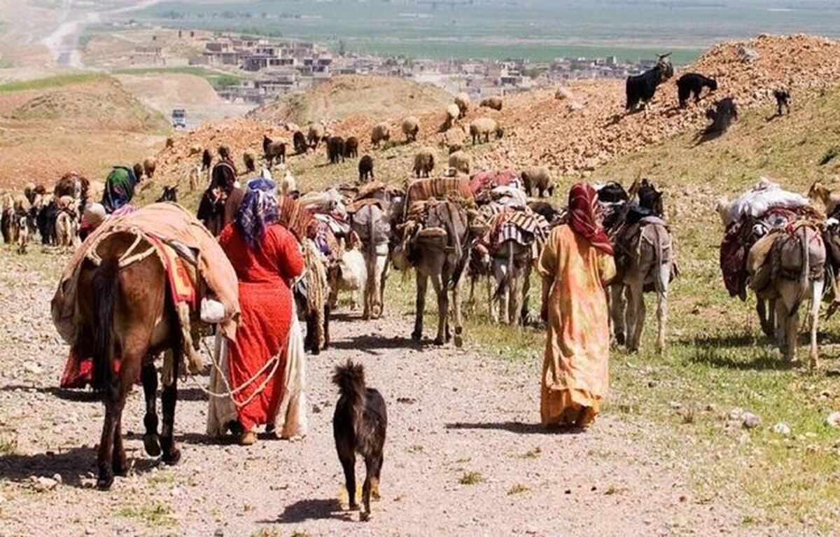 عشایر نهاوند ۲۰ درصد از گوشت قرمز استان را تأمین می‌کنند
