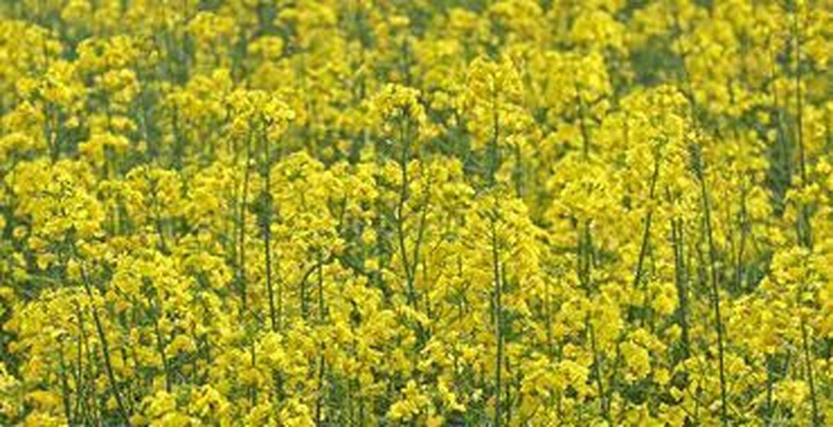 خرید ۵۴ هزارتن کلزا درگلستان؛ گام بلند تعاون روستایی برای خودکفایی روغن