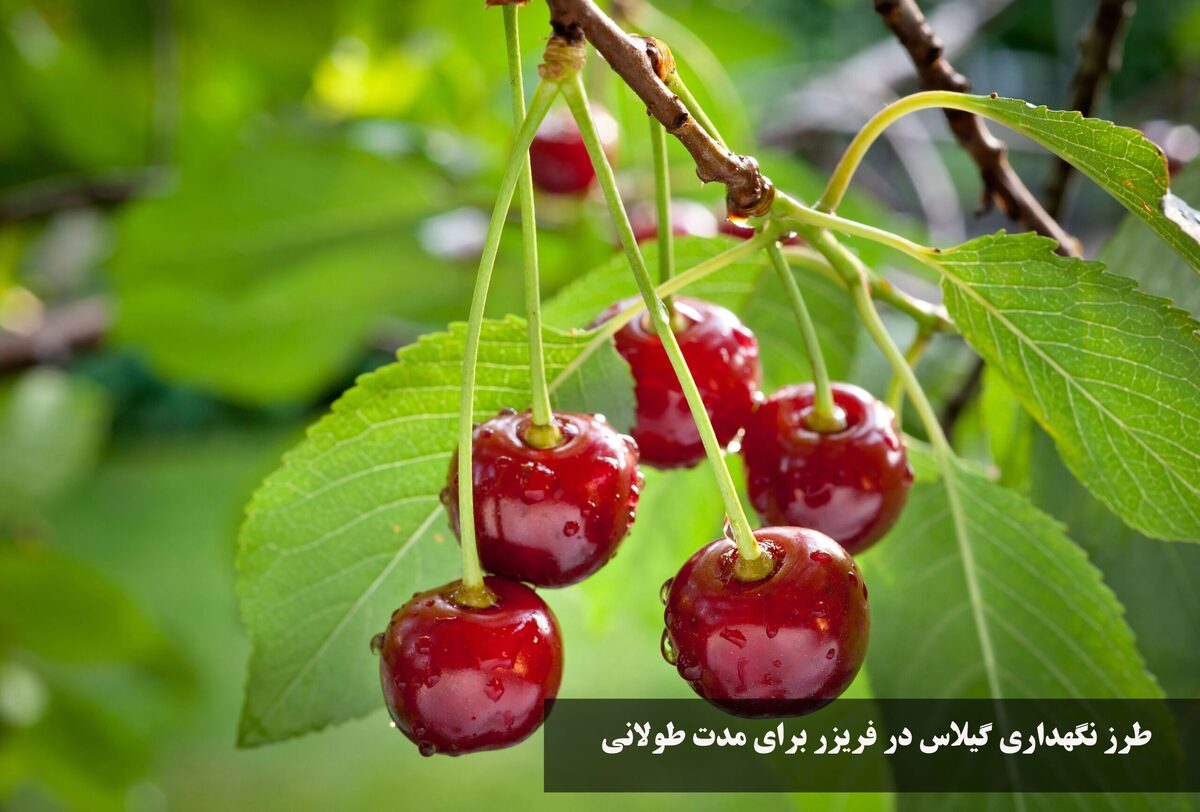 با این ترفند‌ها برا طولانی مدت گیلاس میوه خوشمزه بهاری را در فریزر نگهداری کنید