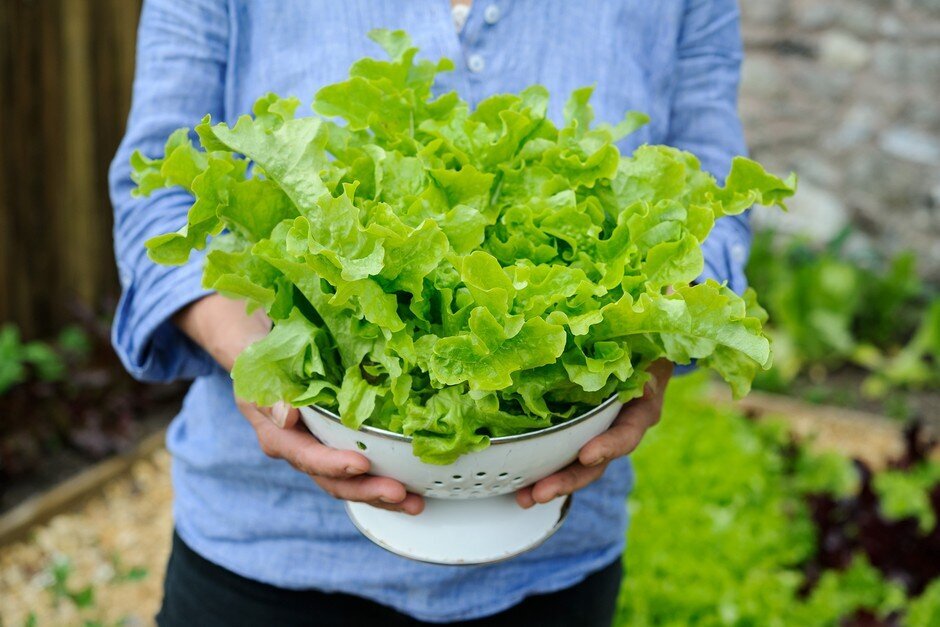 ۴ گام مهم برای کاشت کاهو در گلدان منزل!