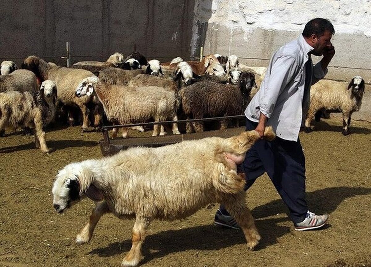 تأمین دام سالم برای عید قربان در سیستان و بلوچستان با نظارت میدانی