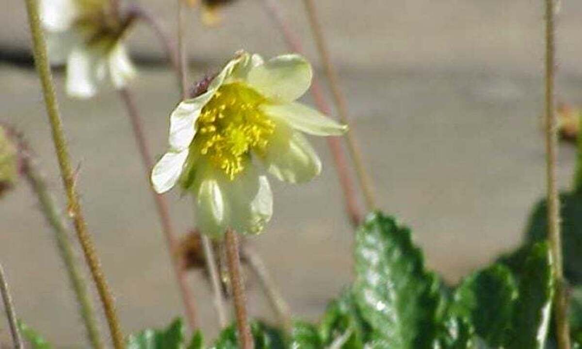 یک مطالعه بریتانیایی: ماده‌ای که از گیاهی بومی صحرای تونس استخراج می‌شود، در برابر ویروس کرونا «بسیار مؤثر» است
