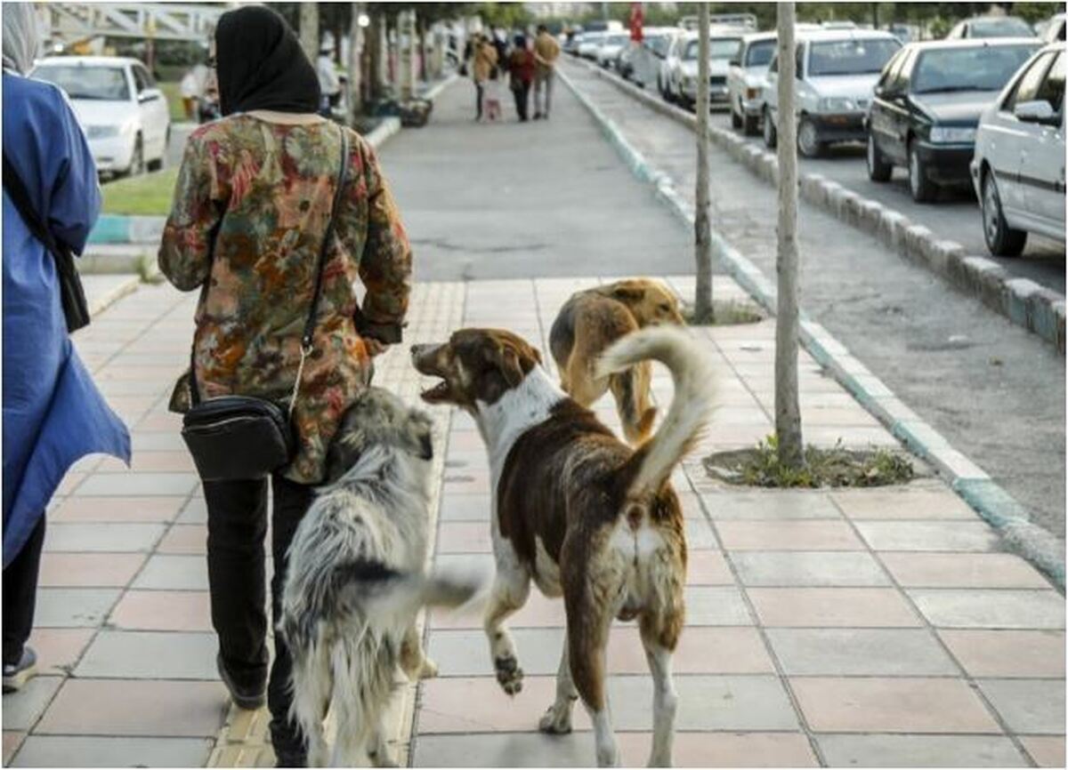 سگ گردانی در شمال هم ممنوع شد