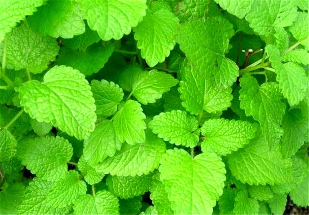 نقش عصاره گیاهان وج و بادرنجبویه در درمان آلزایمر