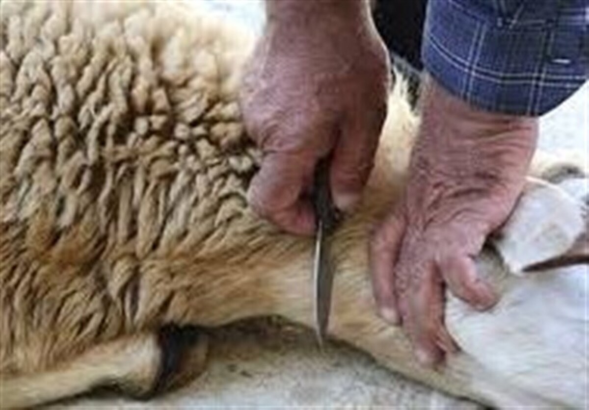 شیراز آماده عید قربان؛ ۶ جایگاه عرضه دام در شیراز
