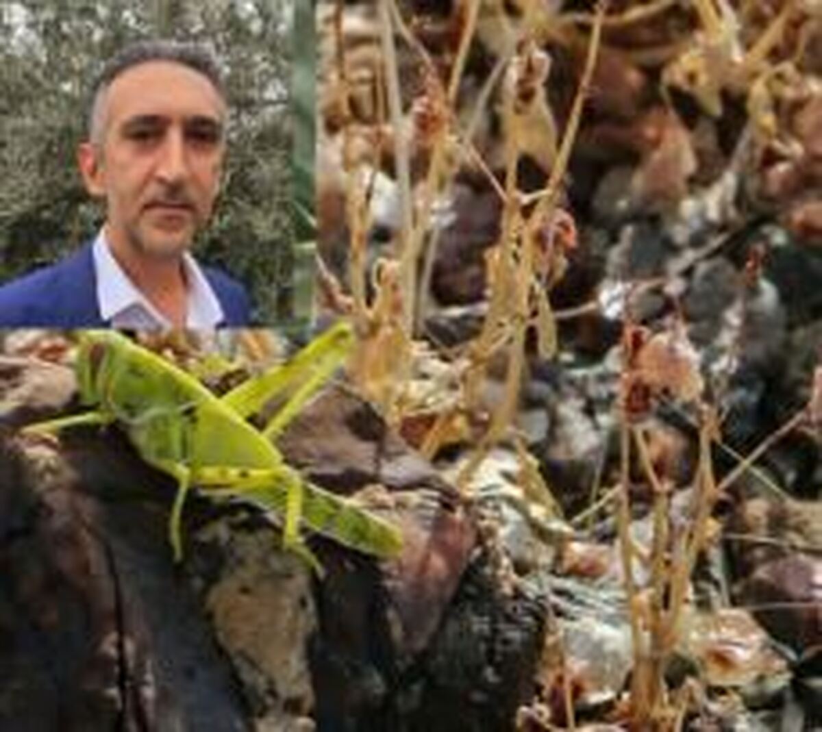 آغاز سمپاشی در هزار و ۱۰۴ هکتار از اراضی شهرستان رودبار