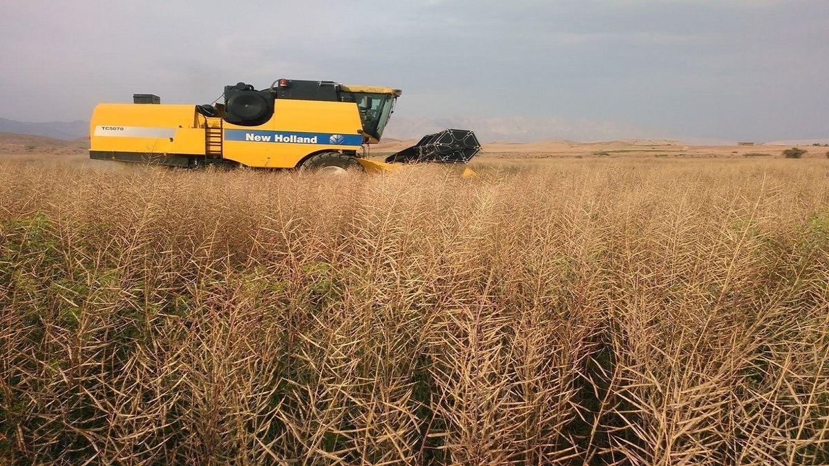 خشکسالی ۲۲۶ هکتار کلزای خراسان شمالی را از بین برد