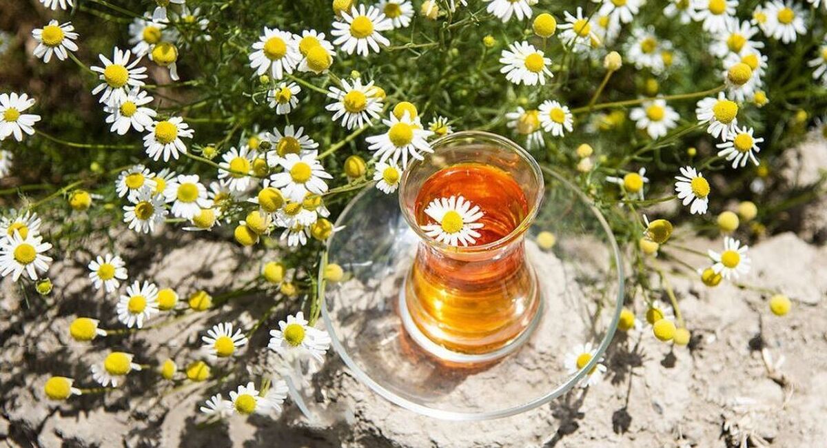 بابونه را چگونه استفاده کنیم تا از خواص آن بهره‌مند شویم؟