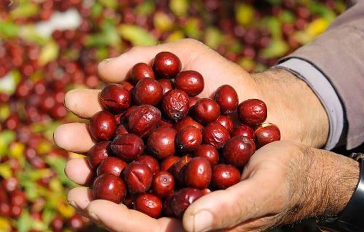 با خواص ویژه و معجزه گر عناب بیشتر آشنا شوید