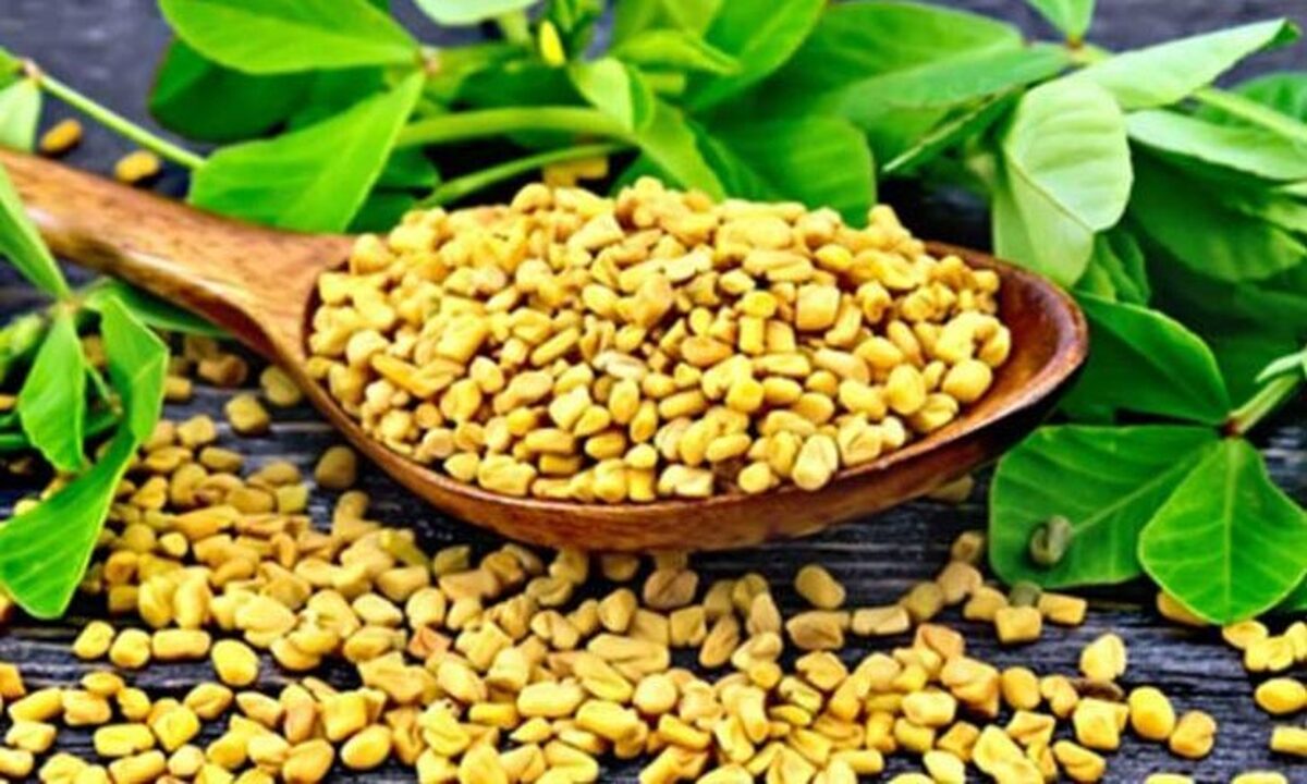شنبلیله در افزایش میل جنسی و کنترل دیابت مؤثر است