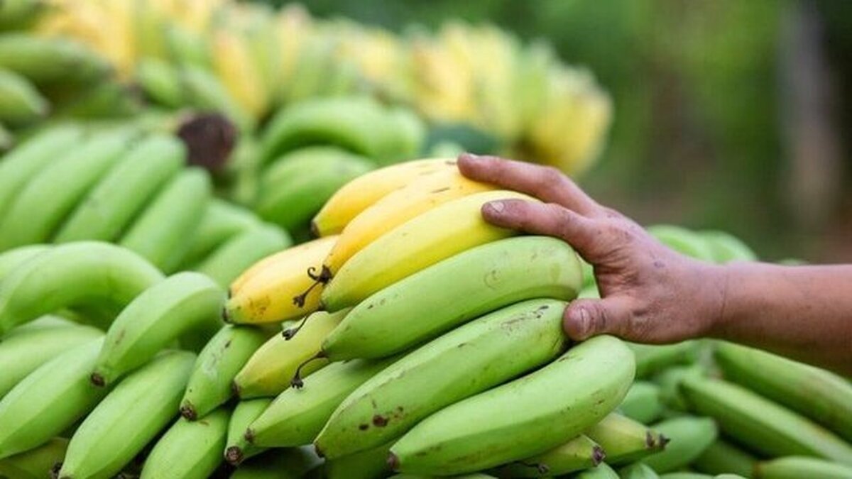 ۱۶ میلیارد تومان جریمه برای قاچاق ۹۳ هزار کیلو موز