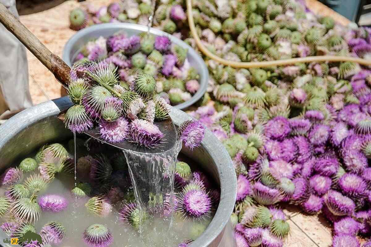خار پیرزن؛ گیاهی که به دلیل خواص بالایش گران قیمت شد