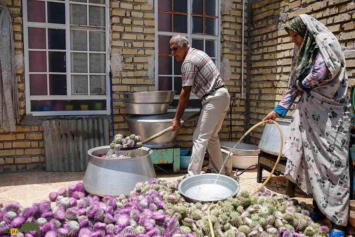 خار پیرزن؛ گیاهی که به دلیل خواص بالایش گران قیمت شد