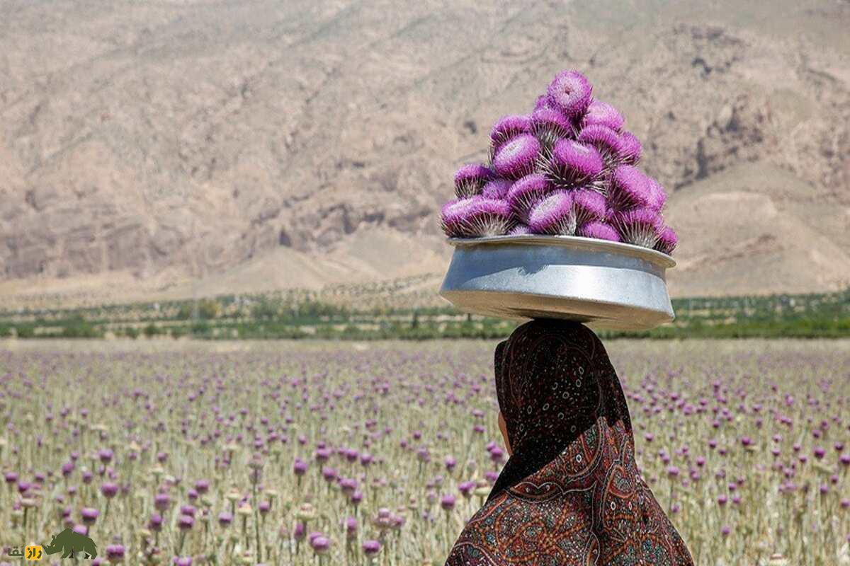 خار پیرزن؛ گیاهی که به دلیل خواص بالایش گران قیمت شد