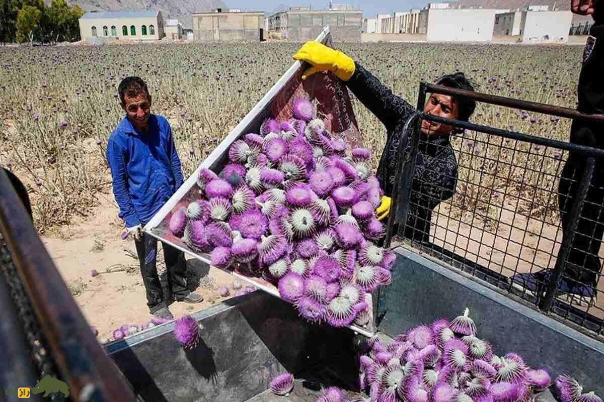 خار پیرزن؛ گیاهی که به دلیل خواص بالایش گران قیمت شد