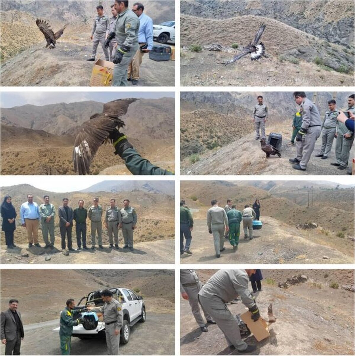 پرواز دوباره پرندگان وحشی تیمار شده در آسمان البرز