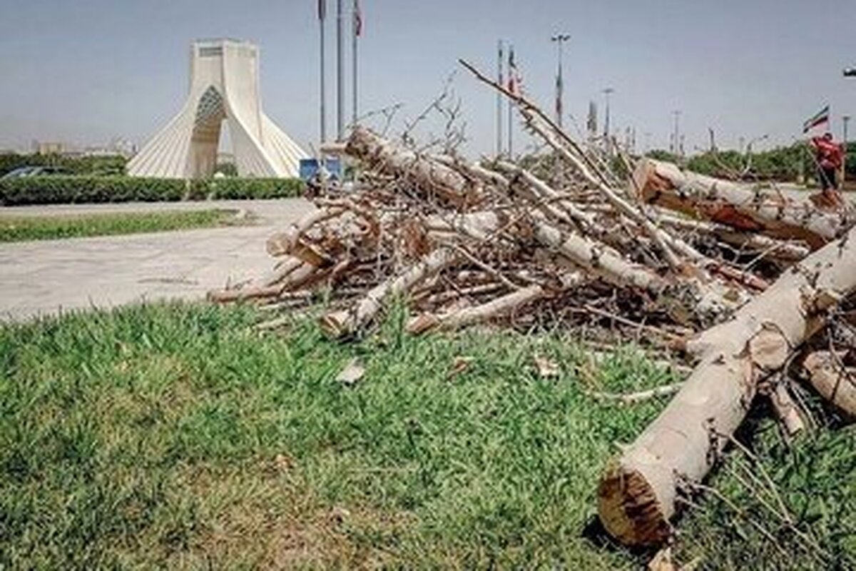 توضیحات شهرداری درباره خشک شدن ۳ اصله درخت در میدان آزادی