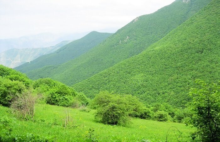 جنگل دیزمار؛ بهشتی مخفی در دل آذربایجان شرقی
