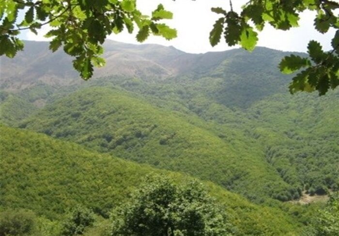 جنگل دیزمار؛ بهشتی مخفی در دل آذربایجان شرقی