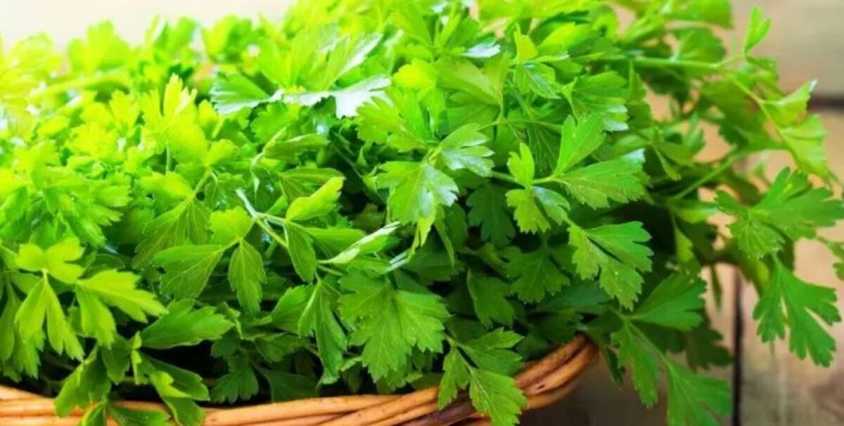 با این سبزی قوای جنسی را بهبود ببخشید