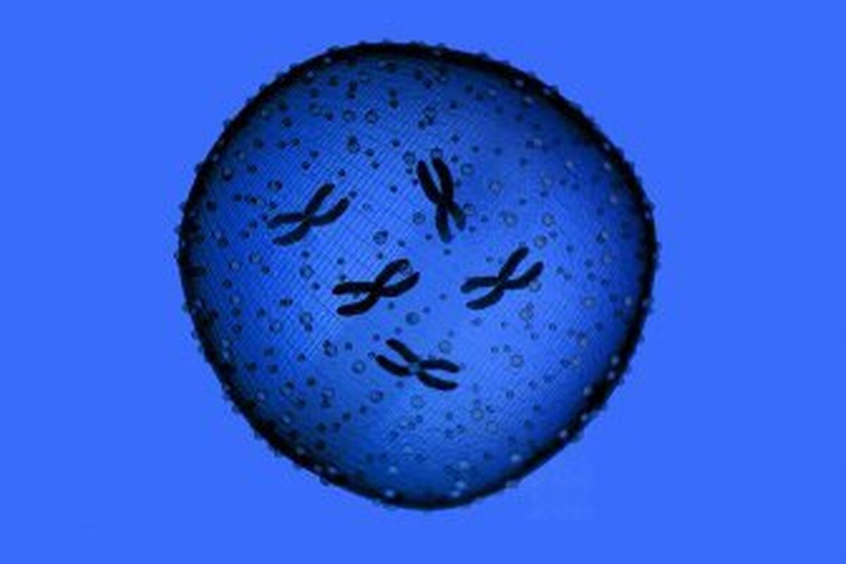 Science Advances: کروموزوم X خاموش، تاب‌آوری را در مغز زنان افزایش می‌دهد