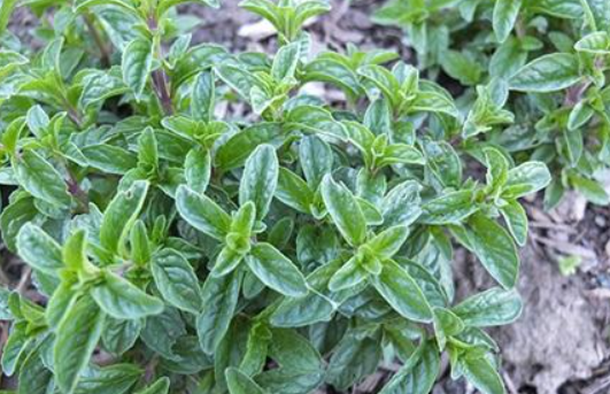 پونه کوهی چه خواصی دارد؟