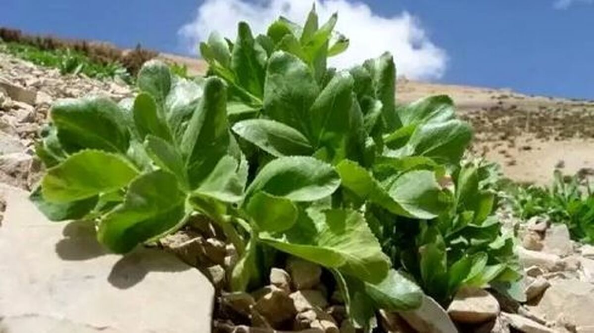 برداشت نادرست گیاهان دارویی چه معضلاتی ایجاد میکند؟