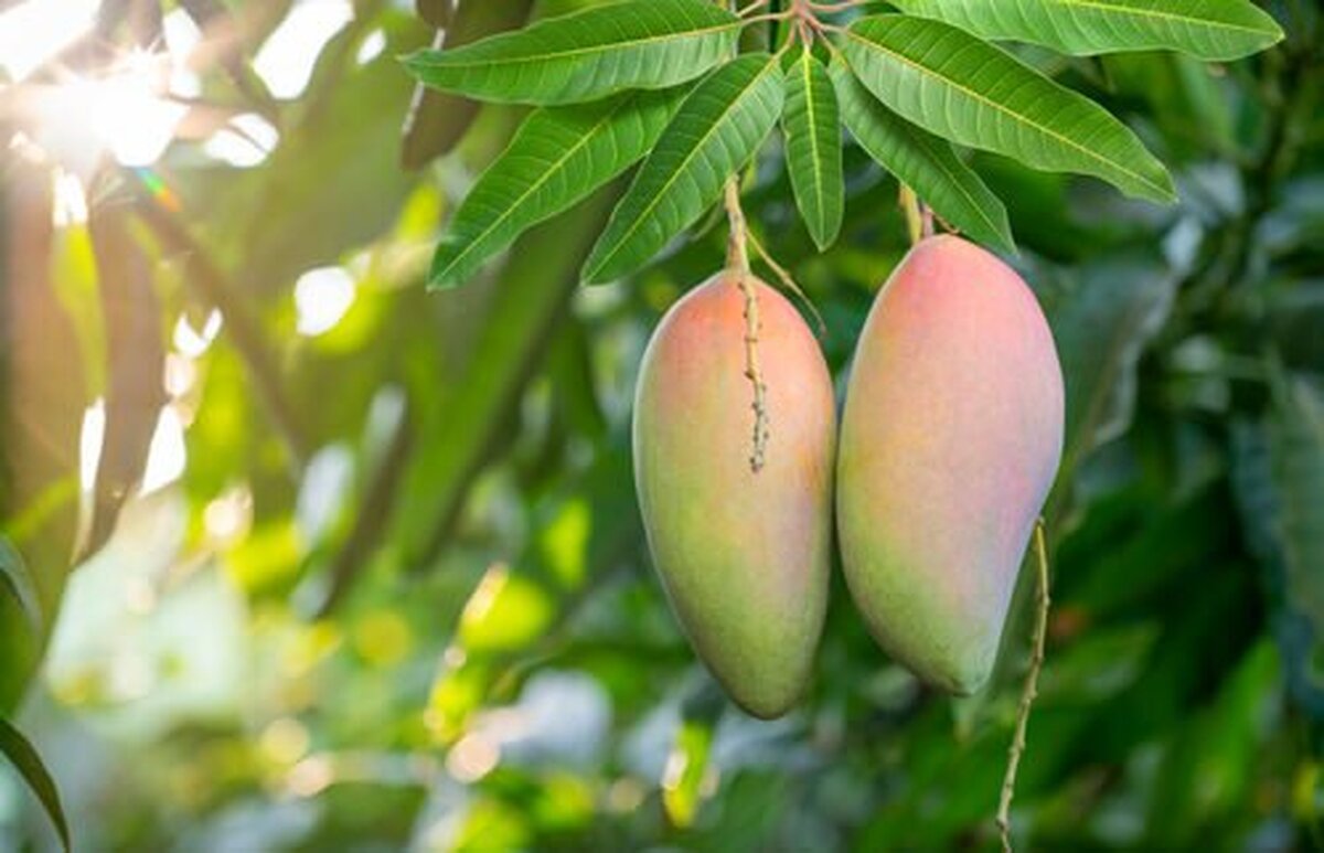 انبه یک ابرغذا که دست کم گرفته می‌شود!