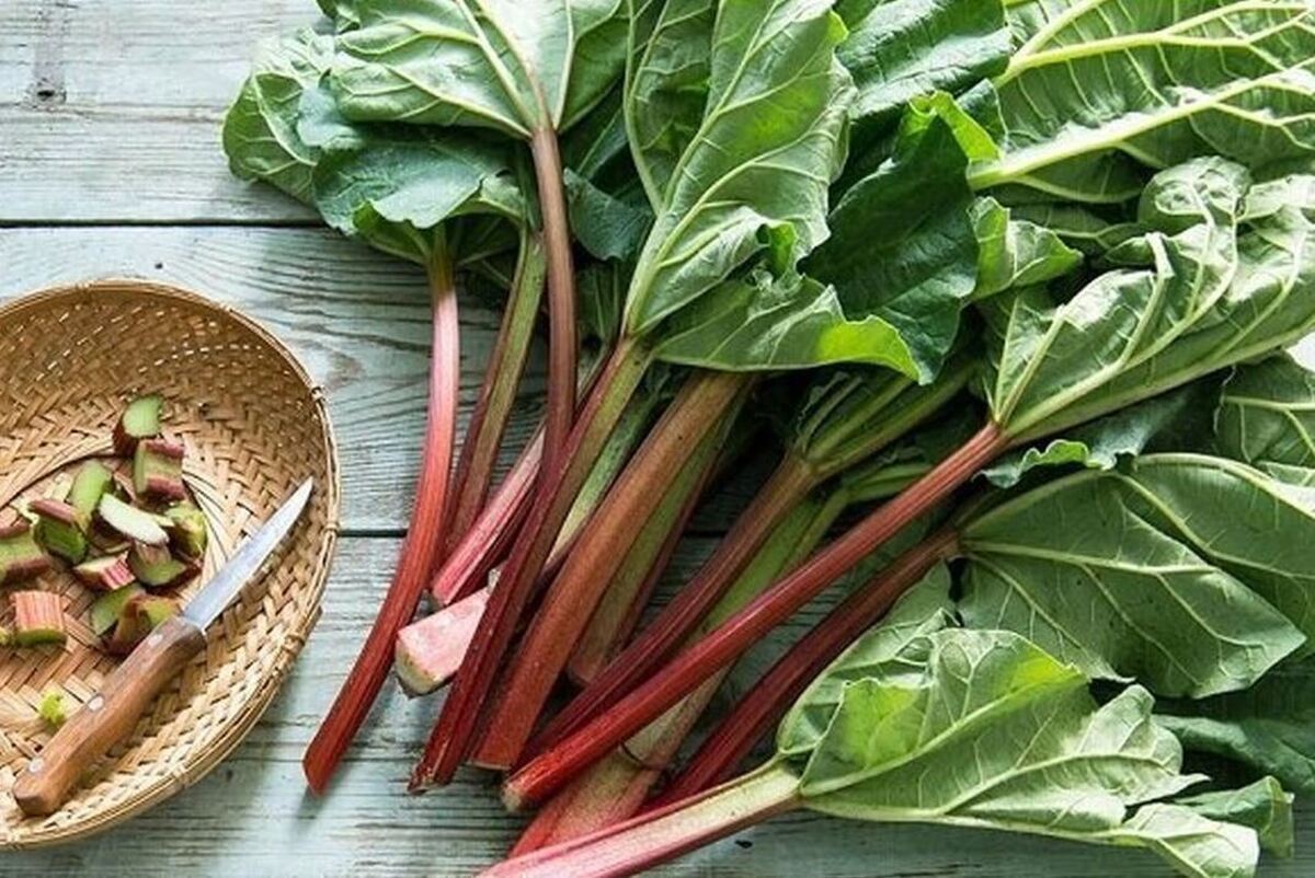 نگاهی به خواص درمانی مصرف «ریواس» +مضرات این گیاه ترش مزه