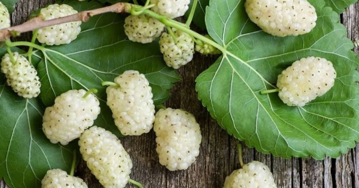 پوست و موی سالم و با طراوت به کمک این میوه پر طرفدار تابستانه