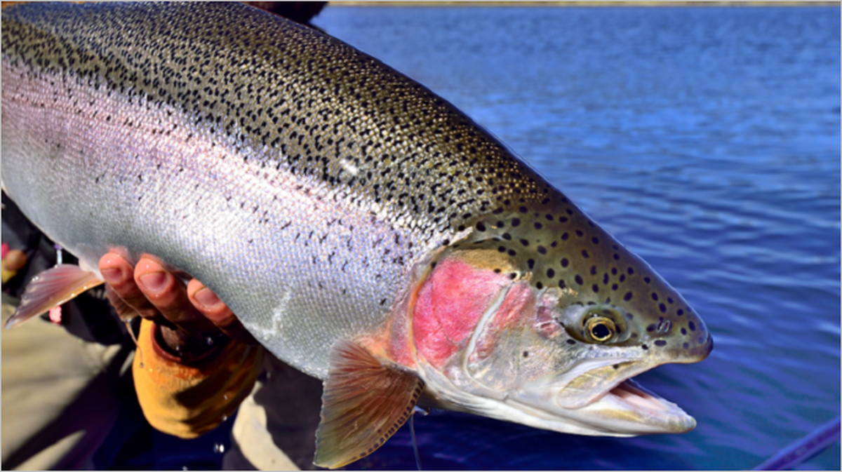 یک مطالعه شگفت‌انگیز: ماهی‌ها مانند انسان‌ها درد را حس می‌کنند!