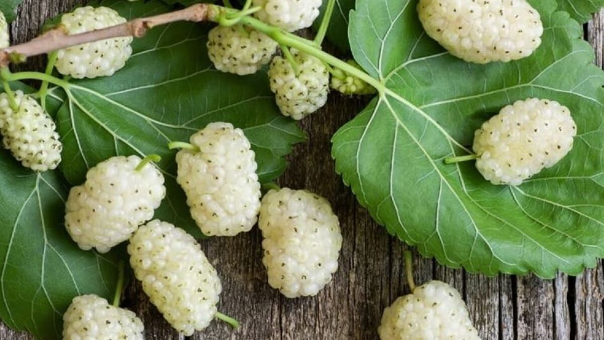 از خواص بی نظیر این میوه تابستانی برای دیابتی‌ها غافل نشوید